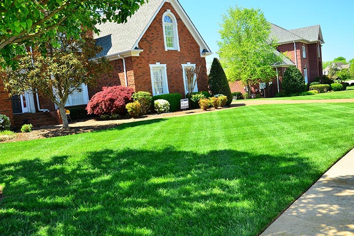 tips in lawn care
